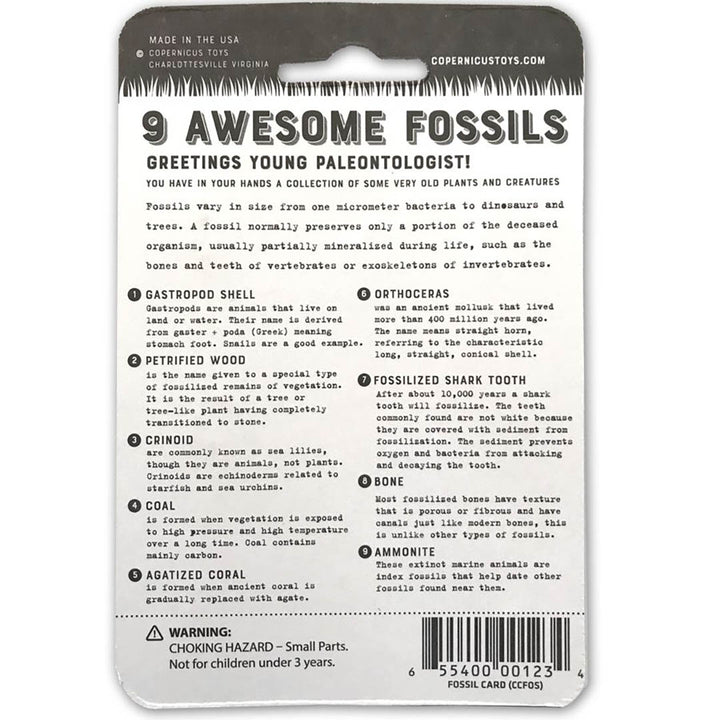 Awesome Fossils - Compact Curiosities Fossil Collection