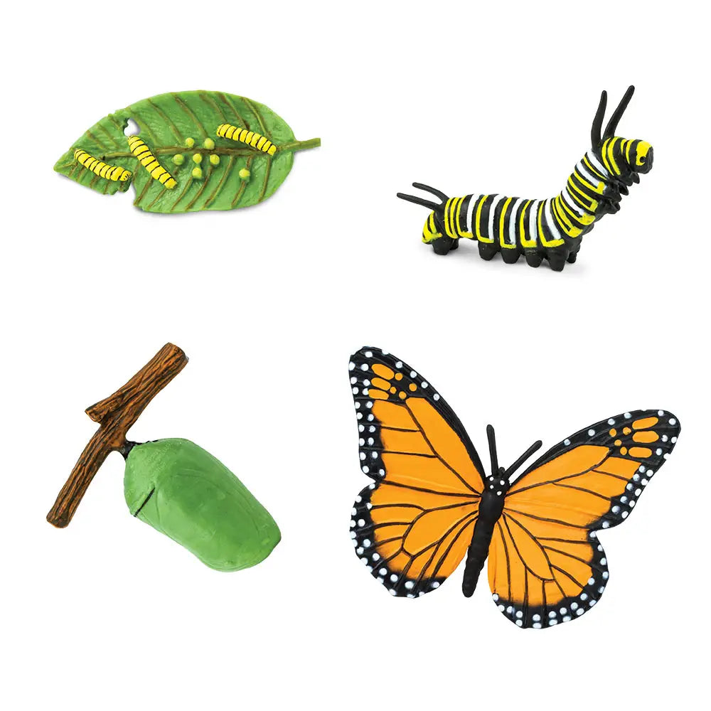 NEW Life Cycle of A Monarch Butterfly