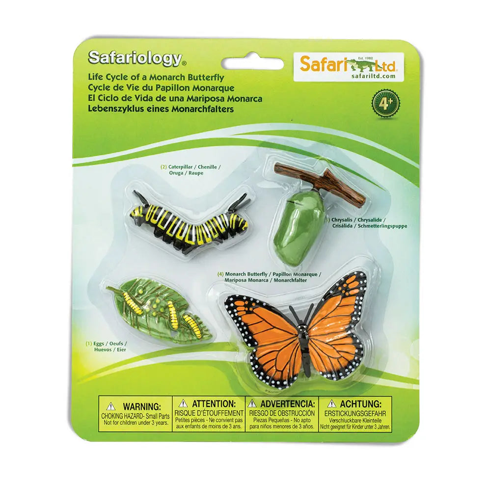 NEW Life Cycle of A Monarch Butterfly