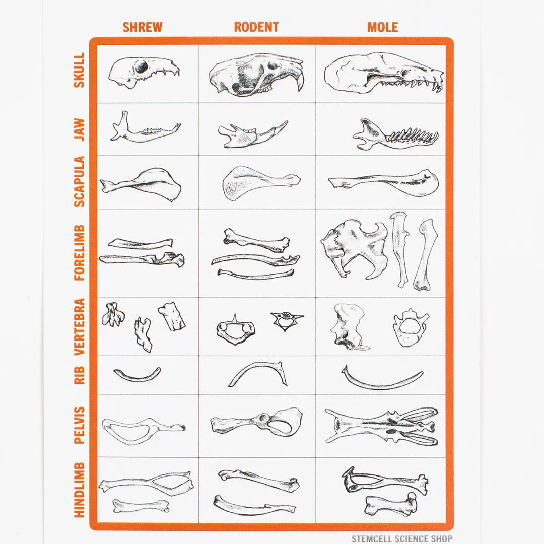 Owl Pellet Dissection Pack