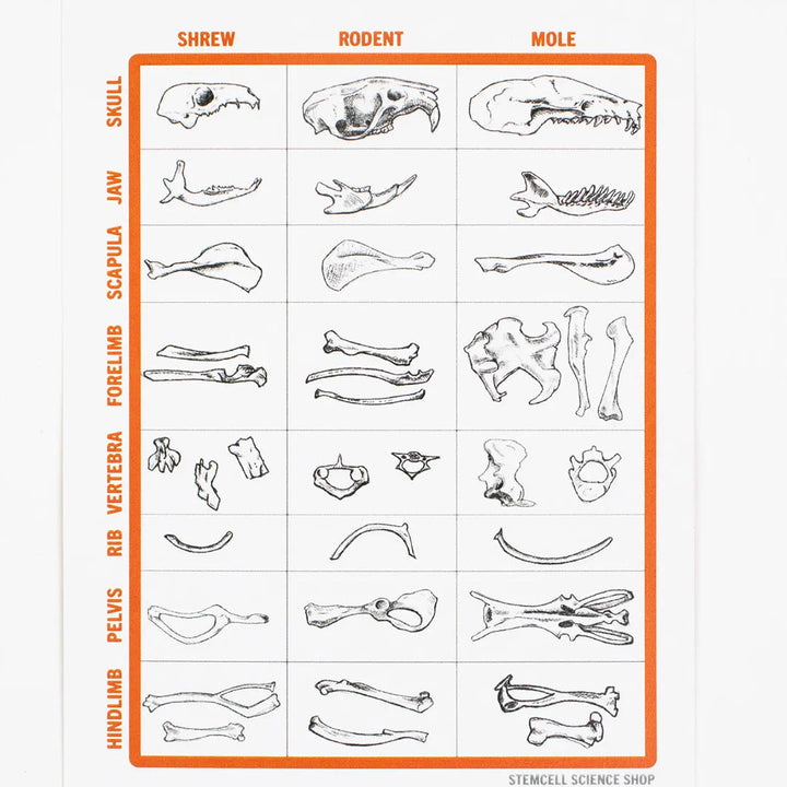 Owl Pellet Dissection Pack