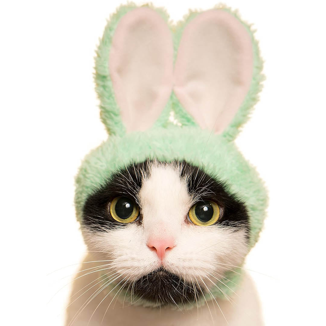 Blind Box: Cat Cap (Rabbit)