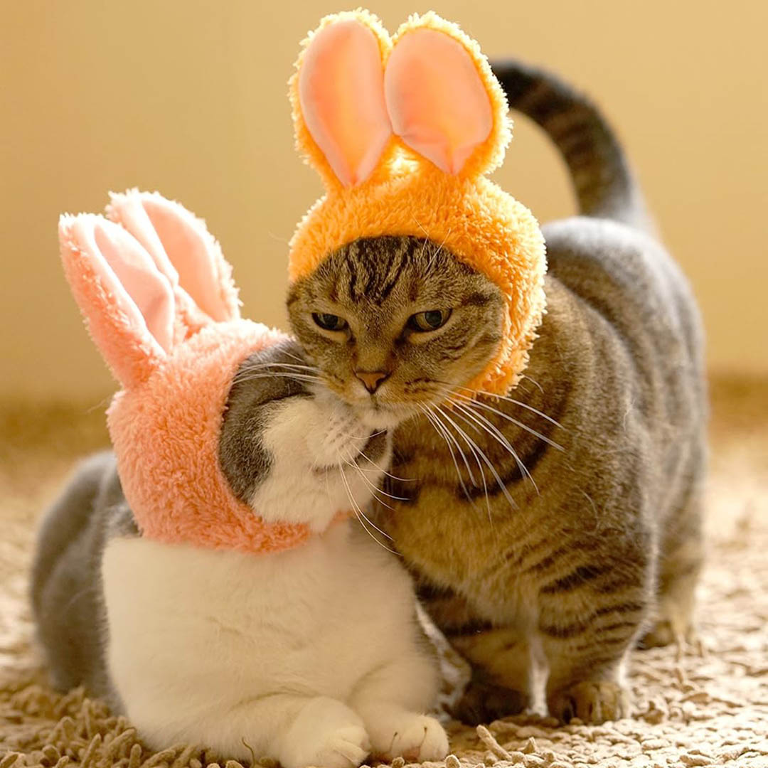 Blind Box: Cat Cap (Rabbit)