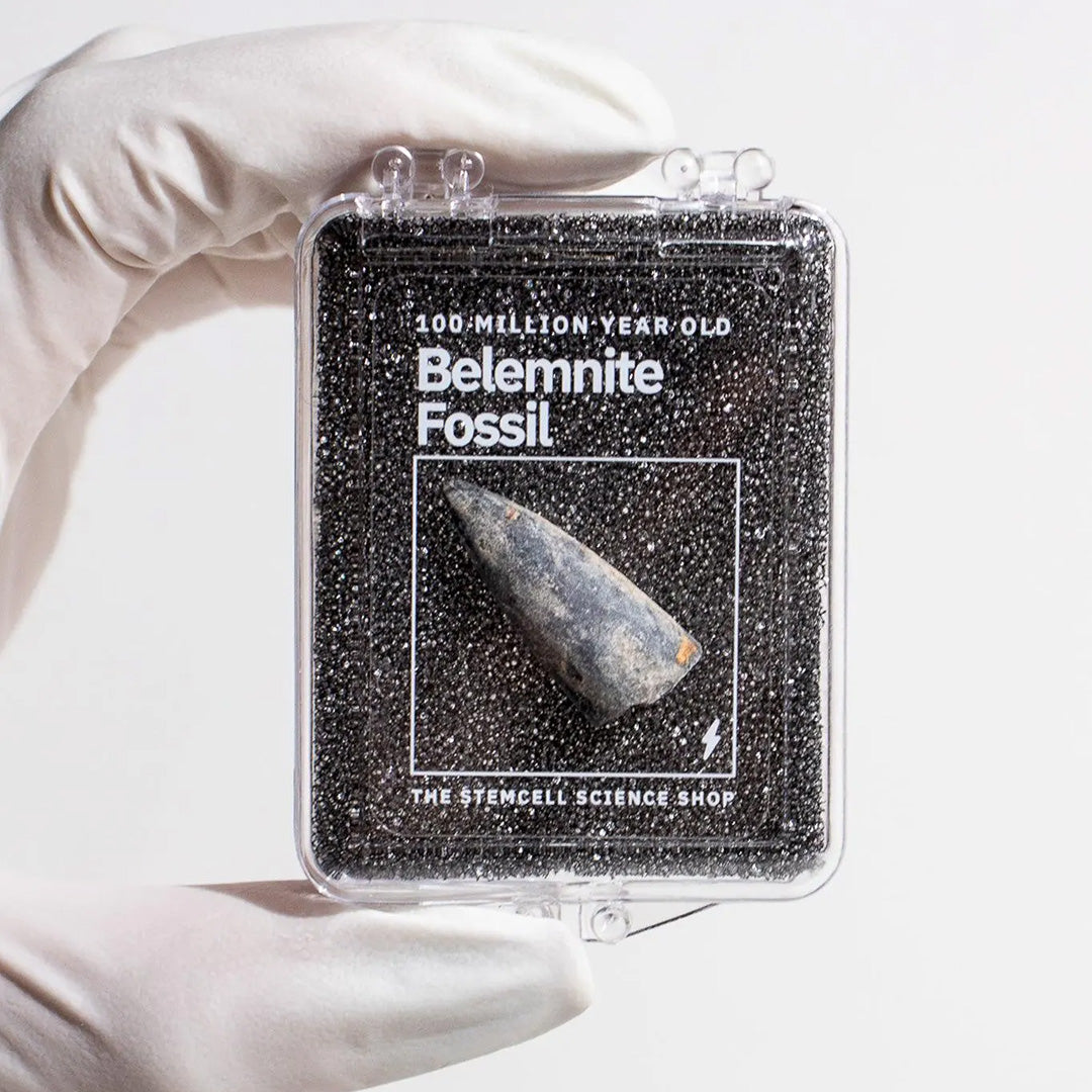Belemnite Fossil