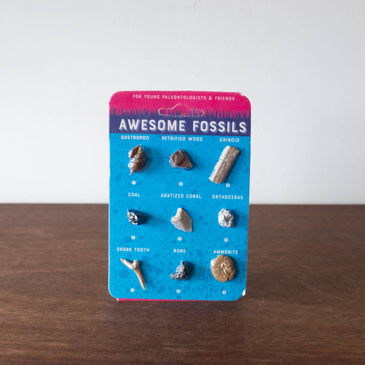 Awesome Fossils - Compact Curiosities Fossil Collection