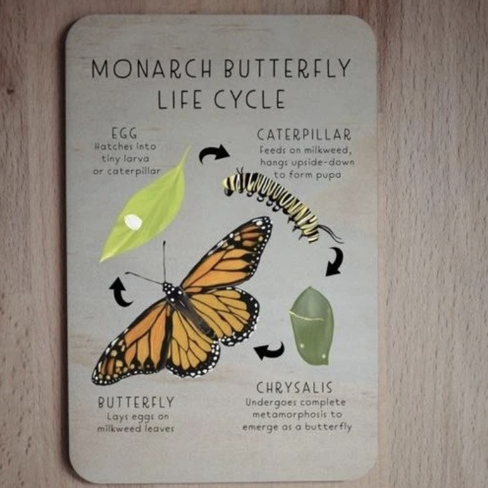 Wooden Nature Anatomy Tile- Monarch Butterfly Life Cycle