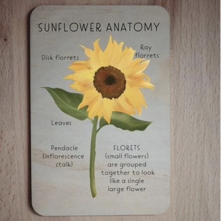 Wooden Nature Anatomy Tile- Sunflower