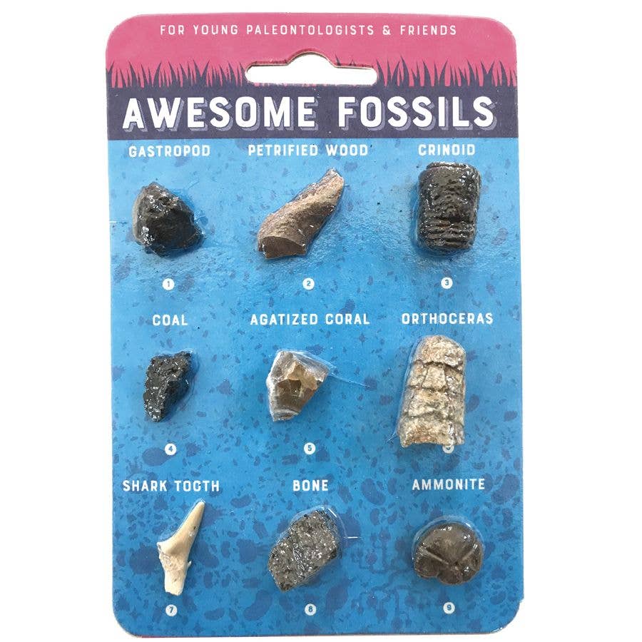 Awesome Fossils - Compact Curiosities Fossil Collection