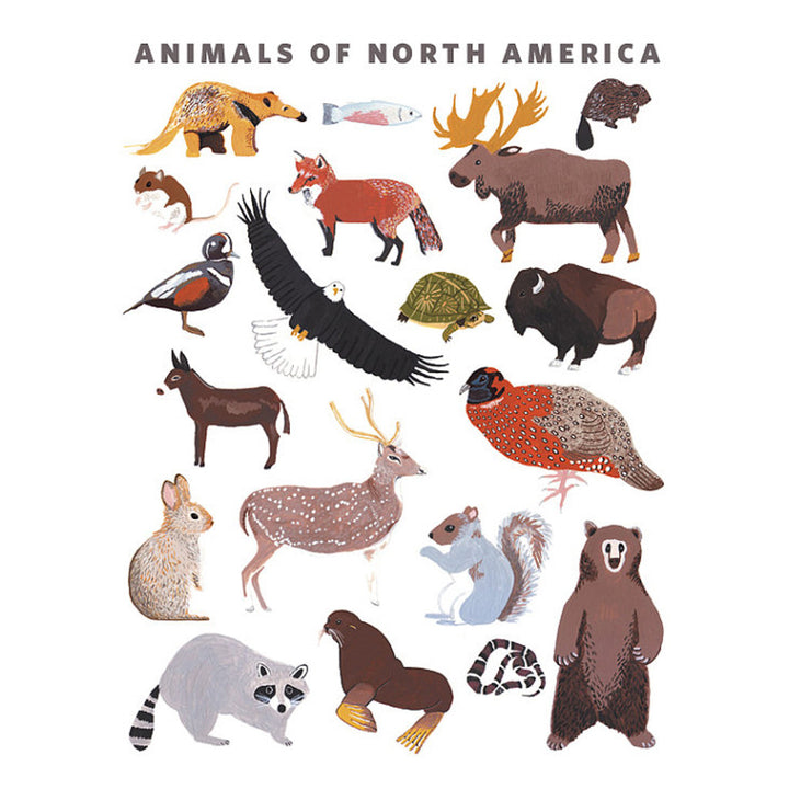 North American Animals Poster